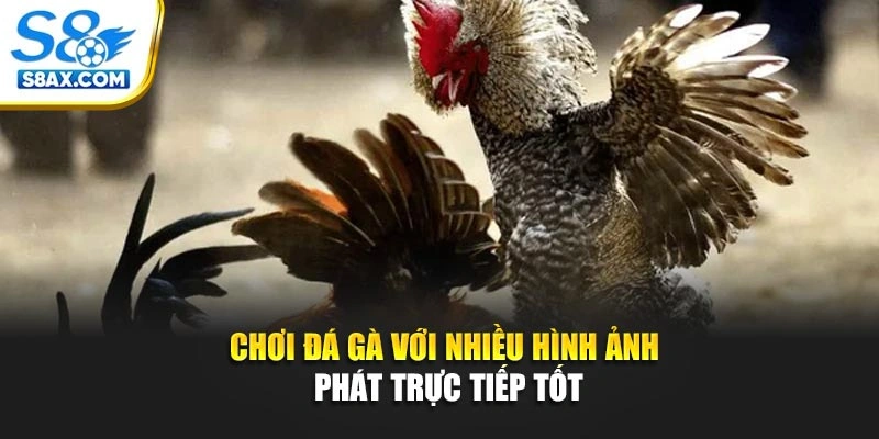 Chơi đá gà với nhiều hình ảnh phát trực tiếp tốt