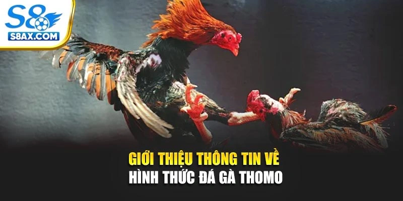 Giới thiệu thông tin về hình thức đá gà Thomo